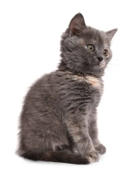 Niedliche Flauschige Kätzchen Auf Hellgrauem Hintergrund — Stockfoto