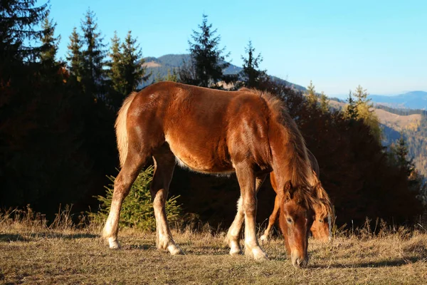 Hnědí Koně Pasoucí Horách Slunečného Dne Krásná Zvířata — Stock fotografie