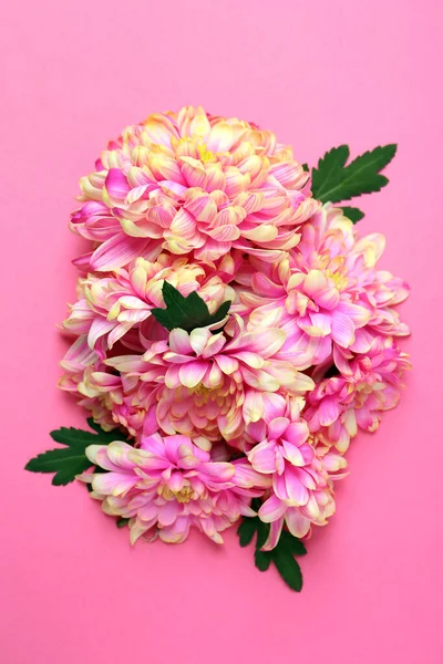 Красиві Хризантеми Листям Рожевому Фоні Плоский — стокове фото