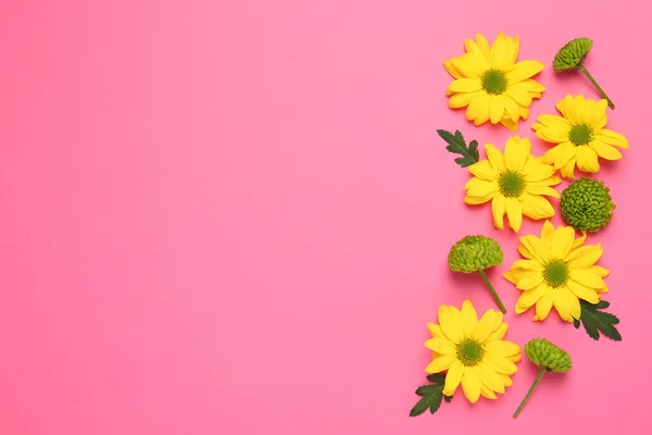 Hermosos Crisantemos Con Hojas Sobre Fondo Rosa Plano Espacio Para — Foto de Stock
