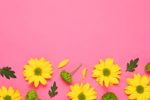 Hermosos Crisantemos Con Hojas Sobre Fondo Rosa Plano Espacio Para — Foto de Stock