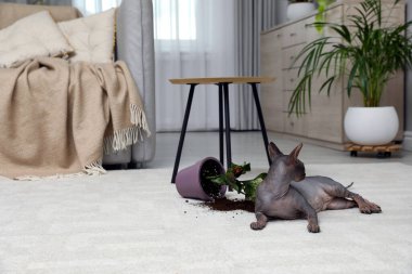 Sphynx kedisi evdeki halıda neredeyse devrilmiş vaziyette.