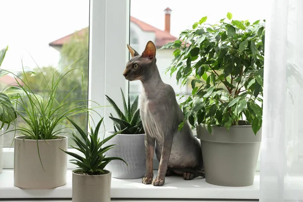 Esfinge Gato Ventana Alféizar Cerca Plantas Interior — Foto de Stock