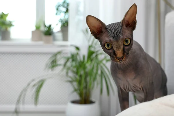 かわいいですSphynx猫オンソファに家 スペースのためのテキスト — ストック写真