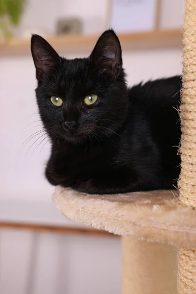 可爱的黑猫 美丽的眼睛凝视着家中的活动树 — 图库照片
