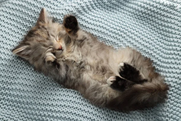 Χαριτωμένο Γατάκι Κοιμάται Γαλάζιο Πλεκτή Κουβέρτα Πάνω Όψη — Φωτογραφία Αρχείου