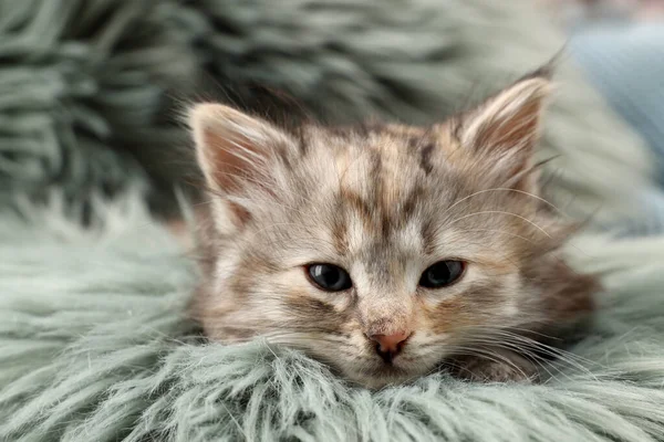 Nettes Kätzchen Auf Unscharfem Teppich Tierbaby — Stockfoto