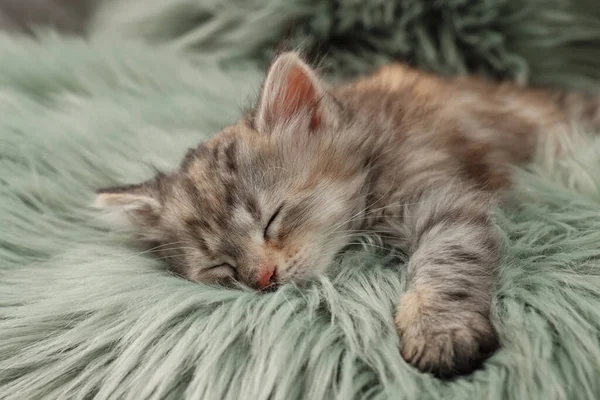 Χαριτωμένο Γατάκι Κοιμάται Χνουδωτό Χαλί Ζώο Μωρό — Φωτογραφία Αρχείου