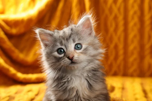 Nettes Kätzchen Auf Verschwommenem Hintergrund Tierbaby — Stockfoto