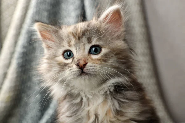 Nettes Kätzchen Auf Verschwommenem Hintergrund Tierbaby — Stockfoto