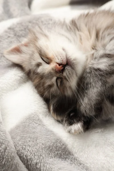 Lindo Gatito Durmiendo Sobre Una Manta Suave Bebé Animal —  Fotos de Stock
