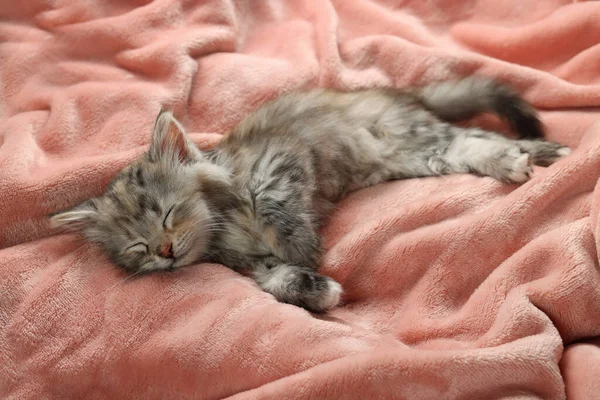 Gatinho Bonito Dormindo Cobertor Rosa Macio — Fotografia de Stock