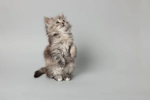 Kucing Lucu Dengan Latar Belakang Abu Abu Muda Ruang Untuk — Stok Foto