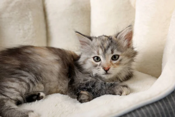 Niedliche Flauschige Kätzchen Ruht Auf Haustierbett — Stockfoto