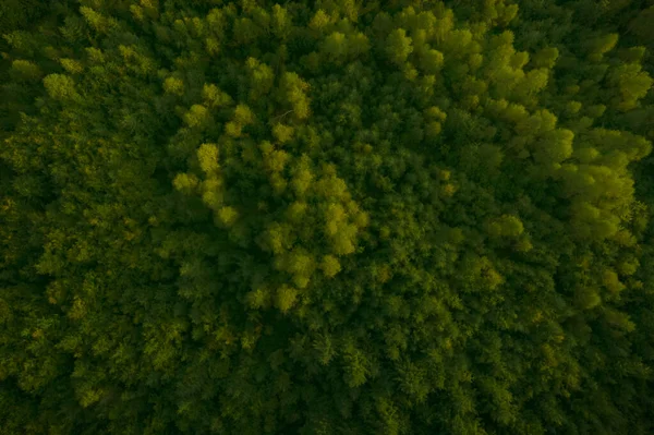 有美丽绿树的森林的空中景观 — 图库照片