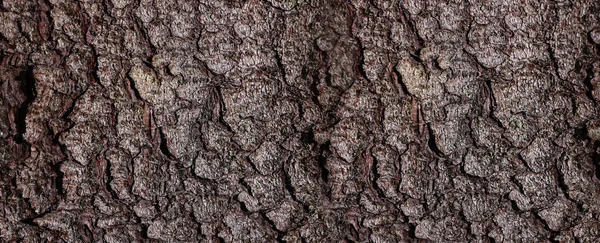 Textura Corteza Árbol Como Fondo Vista Primer Plano Diseño Banner —  Fotos de Stock