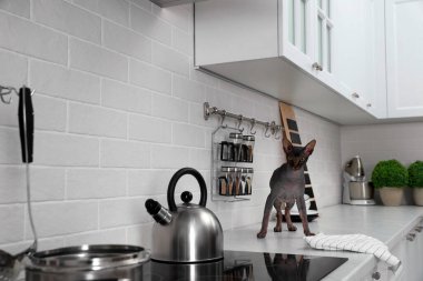 Evdeki mutfak tezgahında Sphynx kedisi