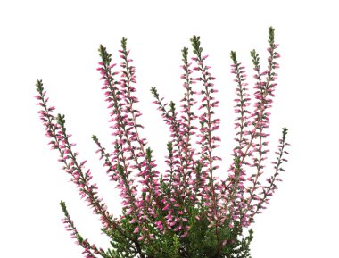 Heather beyaz arka planda güzel çiçekleri olan