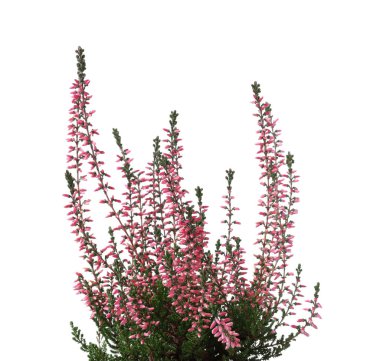 Heather beyaz arka planda güzel çiçekleri olan