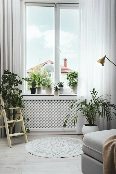 部屋の多くの異なる観葉植物 インテリアデザイン — ストック写真