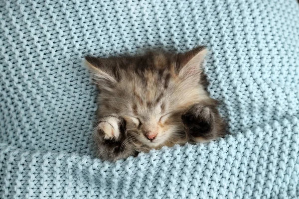 Cute Kotek Śpi Jasnoniebieskiej Dzianiny Koc Widok Góry — Zdjęcie stockowe