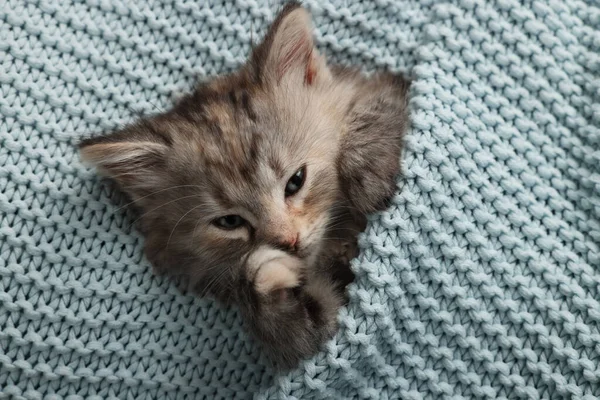 Cute Kitten Light Blue Knitted Blanket Top View — Stock Photo, Image