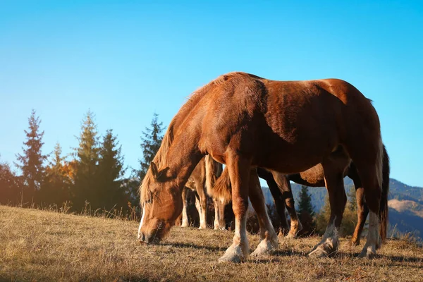 Коричневые Лошади Пасутся Горах Солнечный День Красивые Животные — стоковое фото