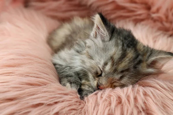 Söt Kattunge Sover Rosa Luddig Matta — Stockfoto