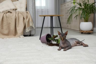 Sphynx kedisi evdeki halıda neredeyse devrilmiş vaziyette.