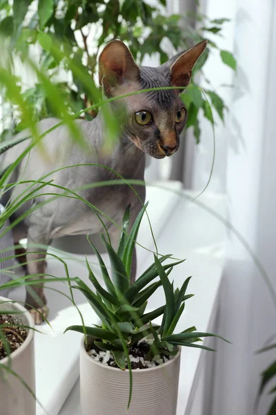 Sphynx kedisi pencere eşiğinde, ev bitkilerinin yanında.