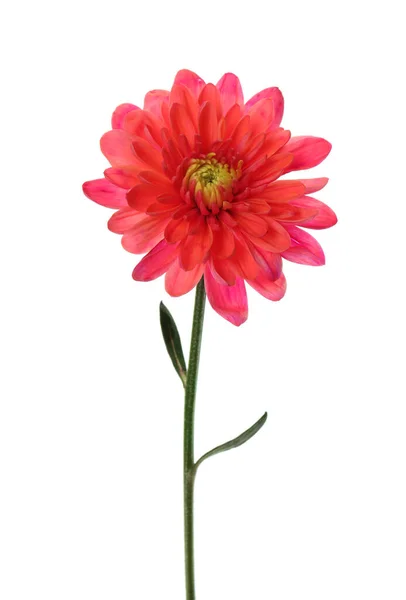 Mooie Bloeiende Chrysant Bloem Geïsoleerd Wit — Stockfoto