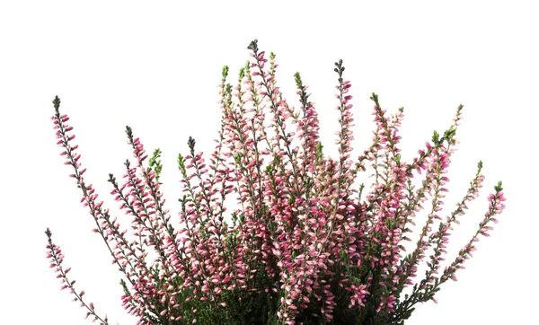 Heather Con Hermosas Flores Sobre Fondo Blanco — Foto de Stock