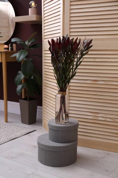 Belle Plante Protéique Dans Chambre Avec Coiffeuse Bois — Photo