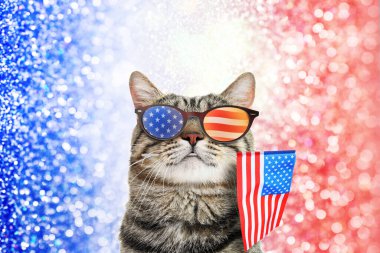 4 Temmuz - ABD 'nin Bağımsızlık Günü. Güneş gözlüklü sevimli kedi ve parlak arka planda Amerikan bayrağı.