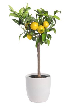 Beyaz arka planda olgun meyveli limon ağacı
