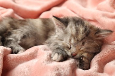 Tatlı kedi yavrusu yumuşak pembe battaniyede uyuyor.
