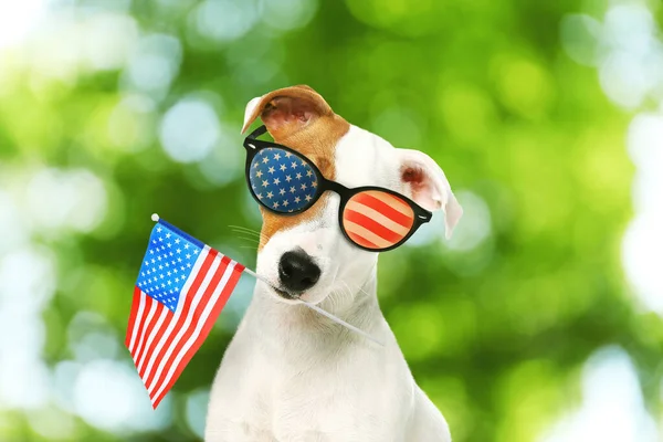 4Th July Independence Day Usa Cute Dog Sunglasses American Flag — Stock Photo, Image