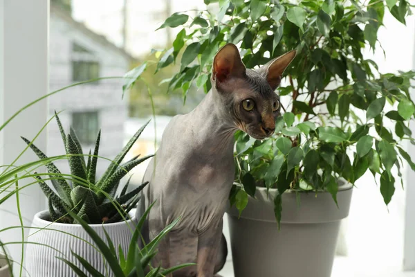 Кошка Сфинкс Подоконнике Рядом Комнатными Плантациями — стоковое фото