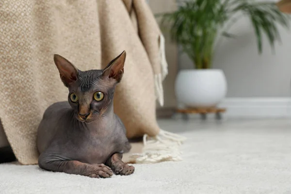 Sphynx Kočka Ležící Koberci Doma — Stock fotografie