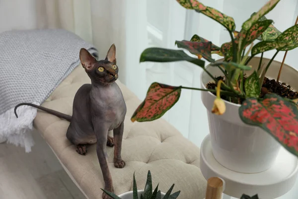 Curioso Gato Esfinge Cerca Plantas Interior Casa — Foto de Stock