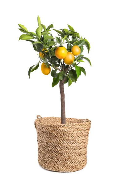 Lemon Tree Ripe Fruits Pot White Background — 图库照片