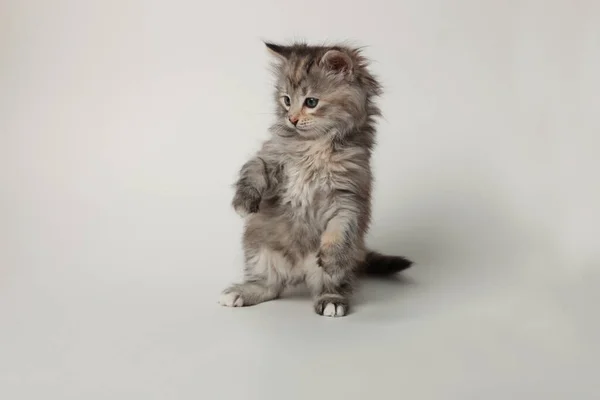 Işıklı Arka Planda Güzel Bir Kedi Yavrusu Sevimli Hayvan — Stok fotoğraf