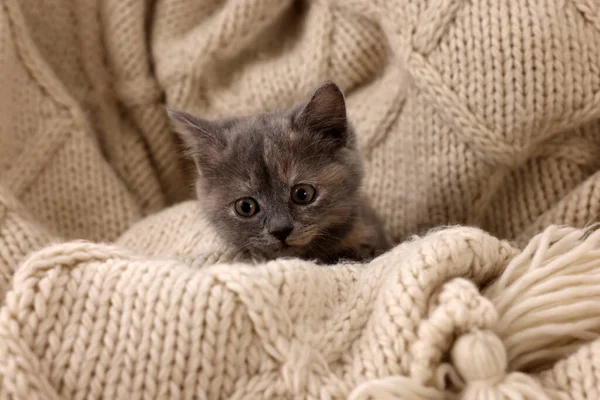Cute Fluffy Kitten Soft Knitted Blanket — Stock Photo, Image