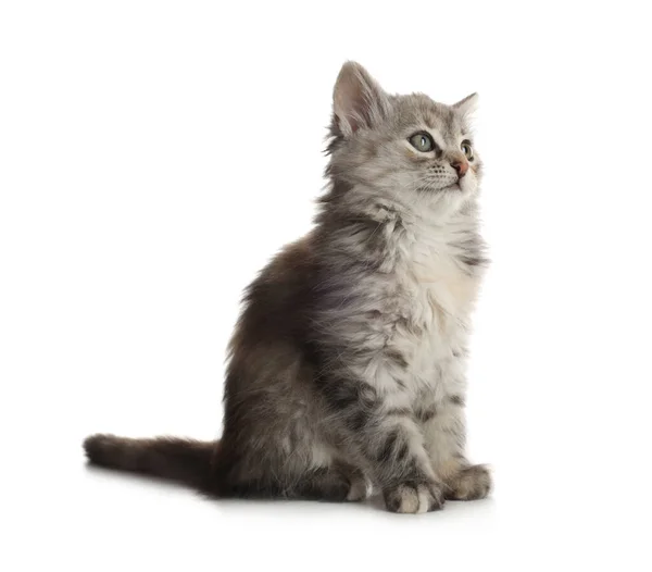 Cute Fluffy Kitten White Background Baby Animal — Stock Photo, Image