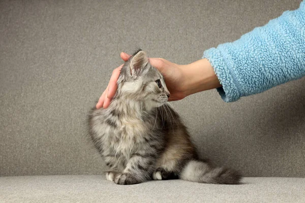 Woman Stroking Cute Fluffy Kitten Grey Sofa Closeup — Stock Photo, Image