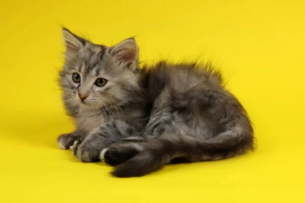 Симпатичный Пушистый Котёнок Жёлтом Фоне Детское Животное — стоковое фото