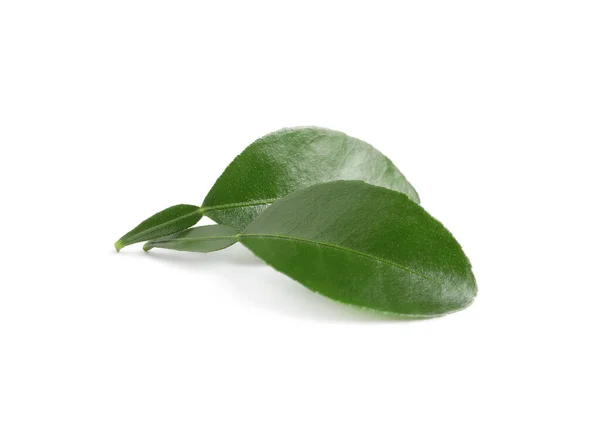 Green Leaves Bergamot Plant White Background — Stock Photo, Image