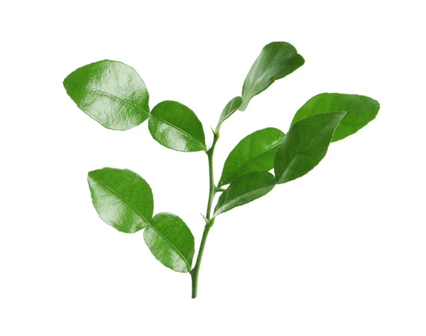 Gałąź Owoców Bergamoty Zielonymi Liśćmi Cierniami Białym Tle — Zdjęcie stockowe