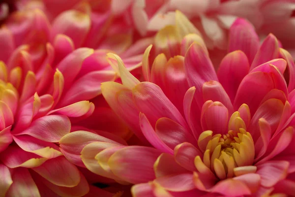Piękne Kwitnące Chryzantemy Kwiaty Jako Tło Zbliżenie — Zdjęcie stockowe