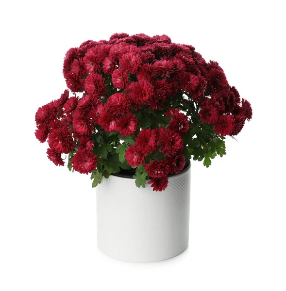Vackra Krysantemum Blommor Kruka Vit Bakgrund — Stockfoto